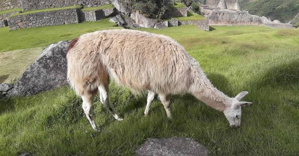 istock Peru Llama Grazing Grass Scene In Cusco Peru South America 1177403414