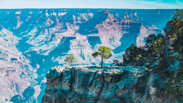 istock Lonely trees at Grand Canyon 1177404600