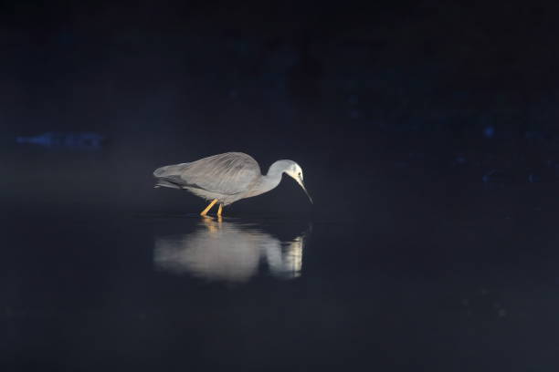 istock White-Faced Heron (Egretta novaehollandiae) Queensland, Australia 1177404745