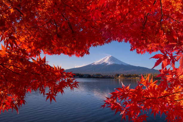 istock Autumn seasons at Fuji mountain 1177405321