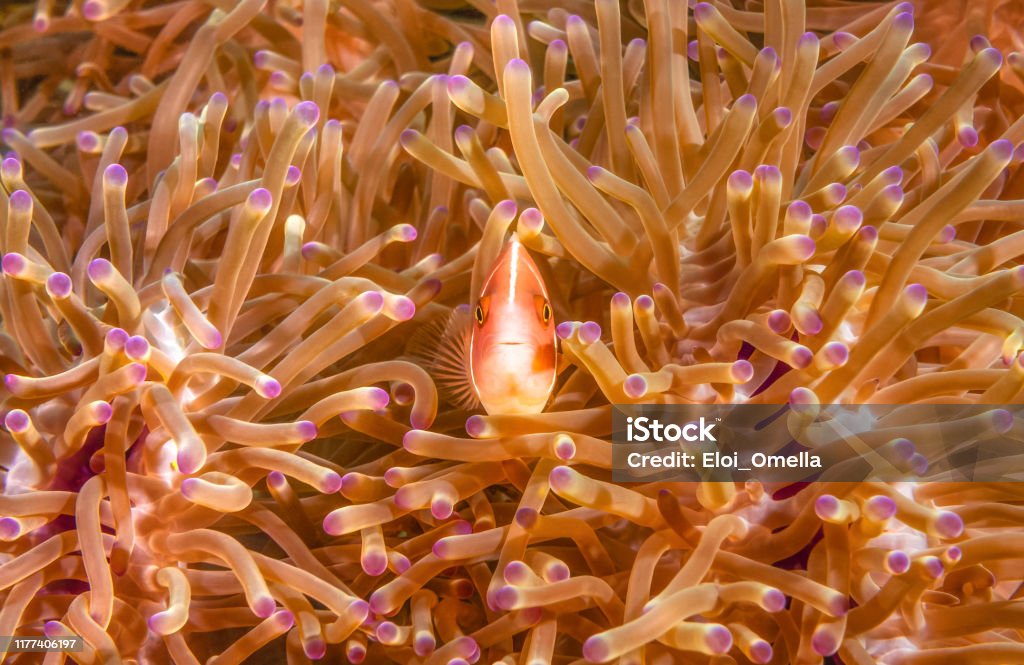 Pink Anemonefish Amphiprion perideraion in thailand sea Pink Anemonefish (Amphiprion perideraion) underwater inside an anemone in Koh Tao, Thailand Tropical Fish Stock Photo