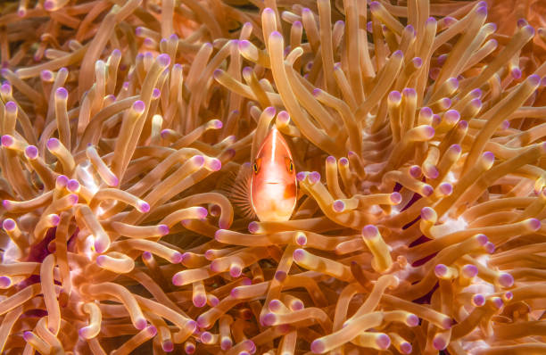 Pink Anemonefish Amphiprion perideraion in thailand sea Pink Anemonefish (Amphiprion perideraion) underwater inside an anemone in Koh Tao, Thailand koh tao thailand stock pictures, royalty-free photos & images