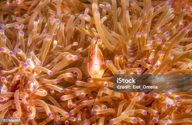 Pink Anemonefish Amphiprion Perideraion In Thailand Sea Stock Photo - Download Image Now