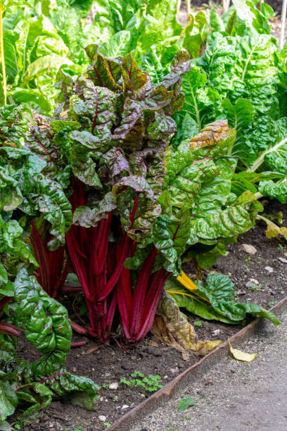 istock Chard vegetable growing ripe for picking and harvesting 1177407746