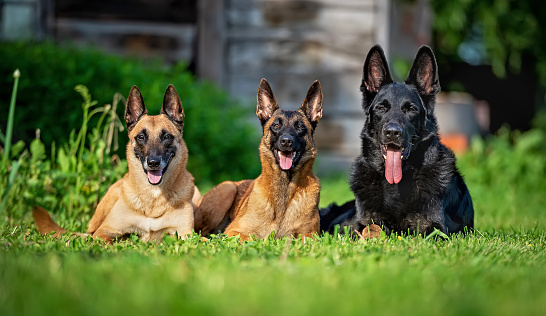There are three dogs on the lawn - a black German shepherd and two Belgian Malinois shepherd dogs. Dogs look alert but relaxed.
