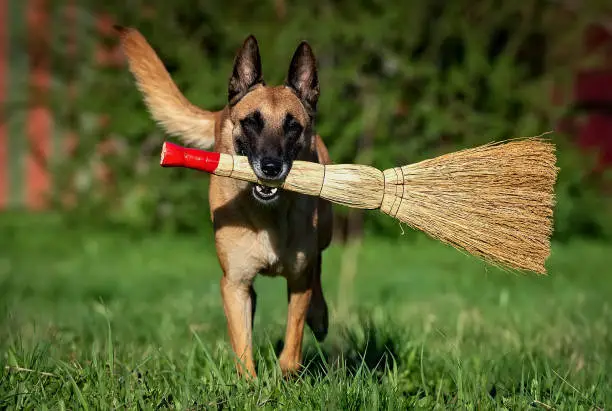 Photo of Running adult belgian shepherd malinois with broom in his mouth