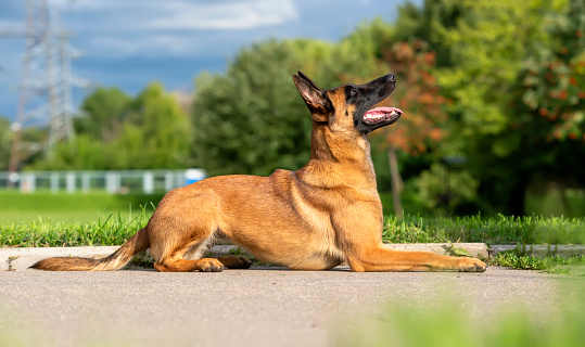 Belgian Shepherd teaches a lay command. The dog lies on the pavement and carefully looks forward to action.