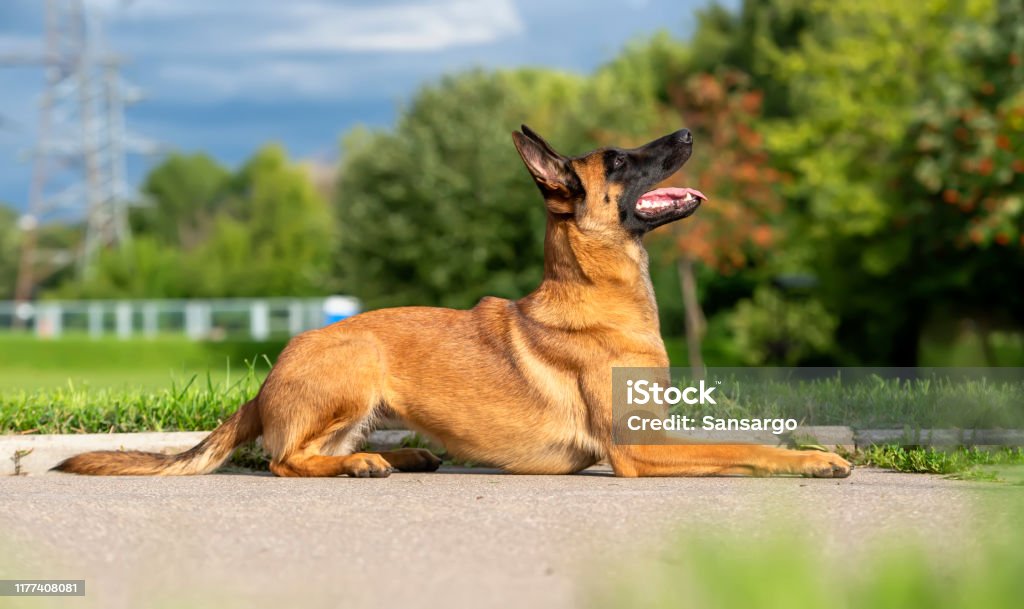 Belgian shepherd malinois lies on the ground and looks carefully Belgian Shepherd teaches a lay command. The dog lies on the pavement and carefully looks forward to action. Belgian Malinois Stock Photo