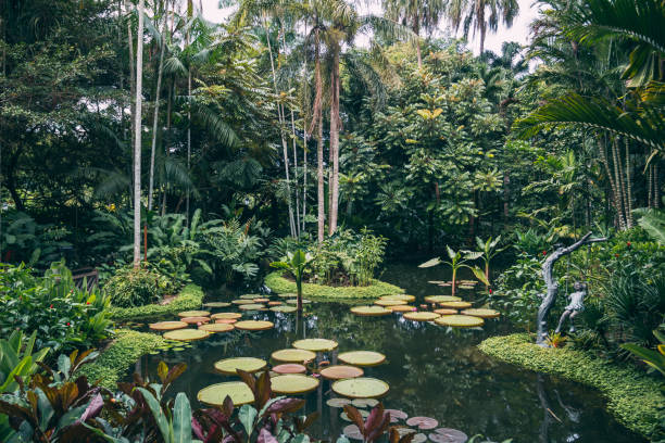 il gigantesco giglio d'acqua nel giardino botanico - tropical rainforest rainforest tropical climate formal garden foto e immagini stock