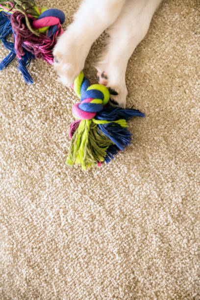 istock Topview, Dog paws and a toy rope on brown floor with copyspace, concept activity, playing and pets 1177410890