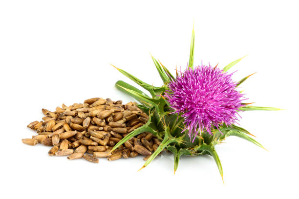 istock Silybum marianum; Scotch Thistle; Marian thistle. Medicinal herb. 1177411030