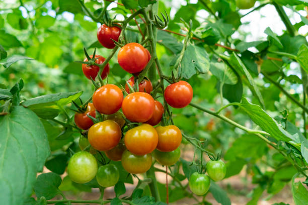 istock Tomatoes growing in greenhouse 1177412564