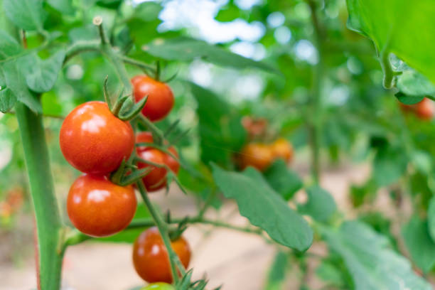 istock Tomatoes growing in greenhouse 1177412603