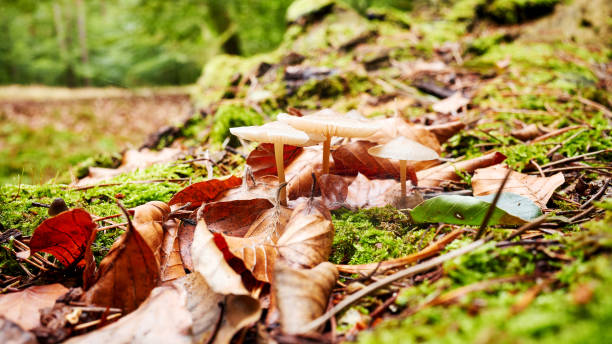 istock Forest floor with mushrooms in the autumn. 1177413093