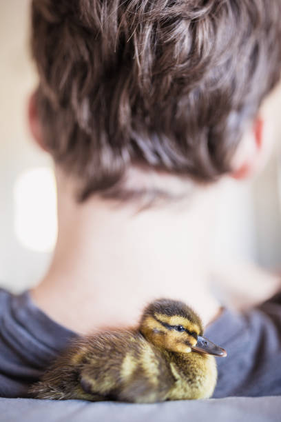 Young gay with his pet, cute little ducking