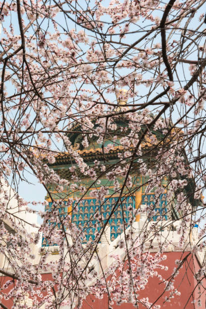 Blossoming branches of Japanese cherry tree (sakura) and the Bai Ta Temple (White Pagoda Temple or White Dagoba Temple) in the public Beihai Park near the Forbidden City in Beijing, China in spring. Selective focus. Blurred background.