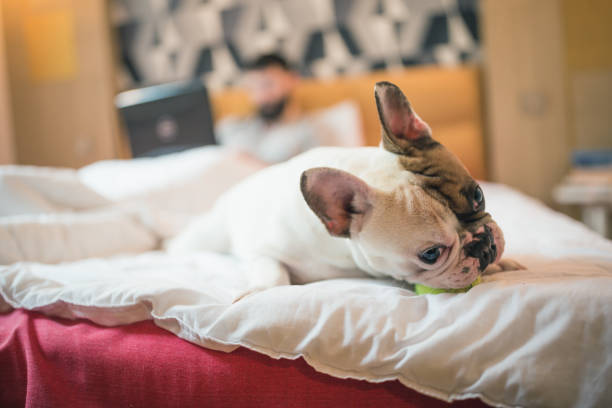 istock French bulldog playing on the bed while bearded, man working on laptop 1177416540