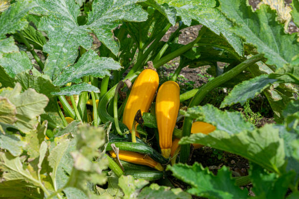 calabacines amarillos listos para recoger y comer - zucchini flower squash summer fotografías e imágenes de stock