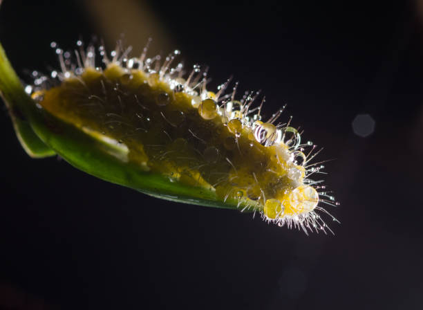 istock Caterpillar creeps on big green leaf. 