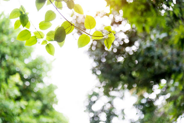 Green leaves in the morning.