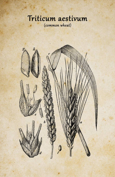 Botany plants antique engraving illustration: Triticum aestivum (Common wheat)