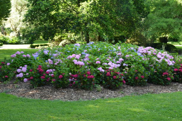 istock Pink, blue, lilac, red Hydrangea flower (Hydrangea macrophylla) blooming in spring and summer in a garden. 1177421100