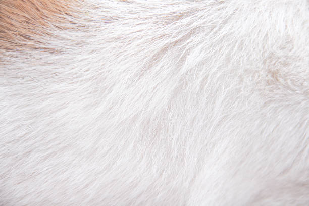 istock White with brown fur dog texture patterns natural background 1177421338