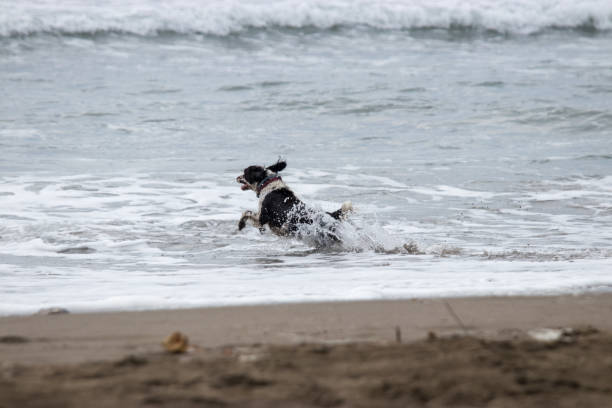 istock Dog running in to the sea 1177423503