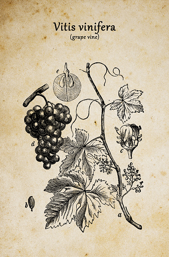 Botany plants antique engraving illustration: Vitis vinifera (common grape vine)