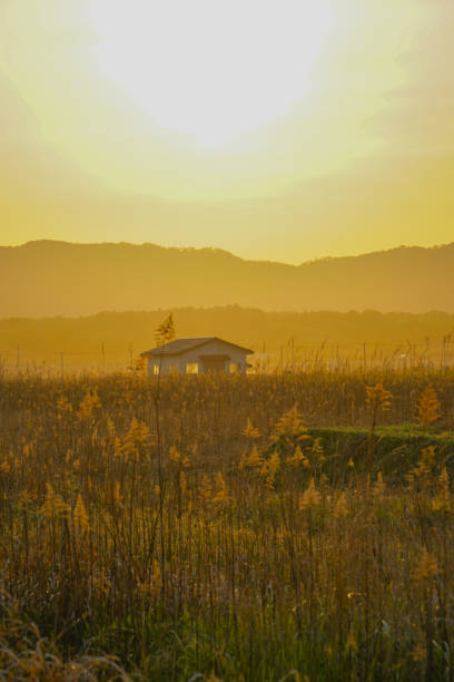 Japanese pampas grass fields and the sun and the house Japanese pampas grass fields and the sun and the house. Shooting Location: Miyagi Prefecture Yamamoto-cho 田畑 stock pictures, royalty-free photos & images