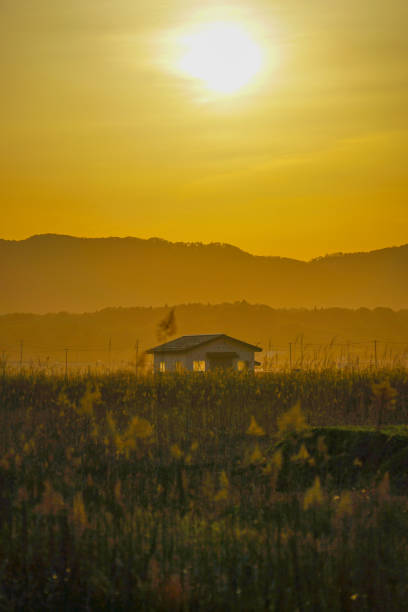 Japanese pampas grass fields and the sun and the house Japanese pampas grass fields and the sun and the house. Shooting Location: Miyagi Prefecture Yamamoto-cho 田畑 stock pictures, royalty-free photos & images