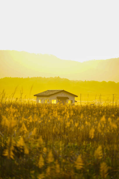 Japanese pampas grass fields and the sun and the house Japanese pampas grass fields and the sun and the house. Shooting Location: Miyagi Prefecture Yamamoto-cho 田畑 stock pictures, royalty-free photos & images