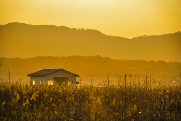 Japanese pampas grass fields and the sun and the house Japanese pampas grass fields and the sun and the house. Shooting Location: Miyagi Prefecture Yamamoto-cho 田畑 stock pictures, royalty-free photos & images