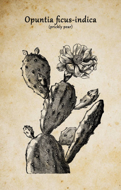 Botany plants antique engraving illustration: Opuntia ficus-indica (Indian fig opuntia, Barbary fig, cactus pear, spineless cactus, prickly pear)