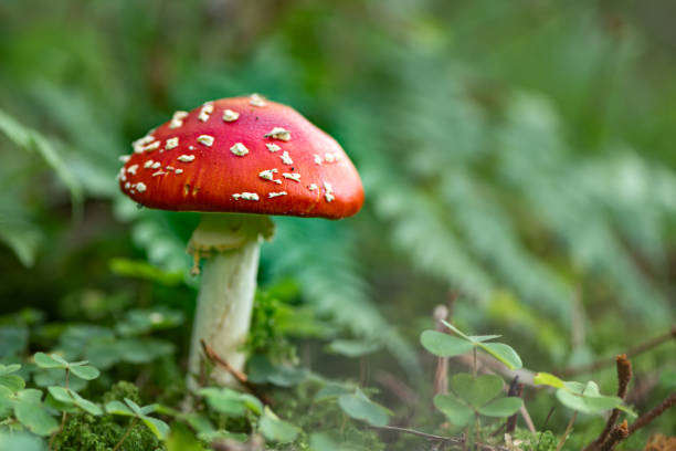 istock Close up of toadstool mushrooms, fly agaric  on the forest floor, Bavaria, Germany 1177426585
