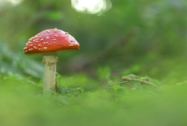 close up of toadstool mushrooms, fly agaric  on the forest floor, bavaria, germany - mushroom fly agaric mushroom photograph toadstool imagens e fotografias de stock