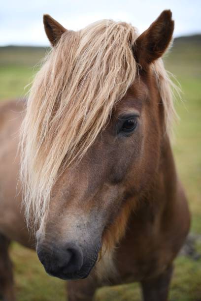 istock Horse roaming free 1177428847