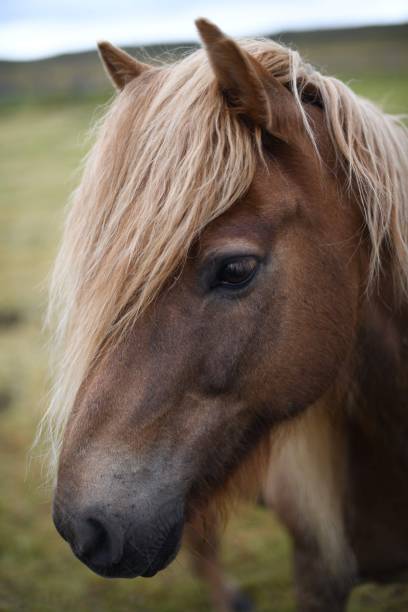istock Horse roaming free 1177428859