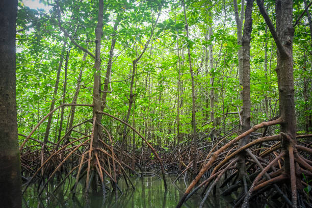 istock Mangrove in Phang Nga Bay, Thailand 1177428951