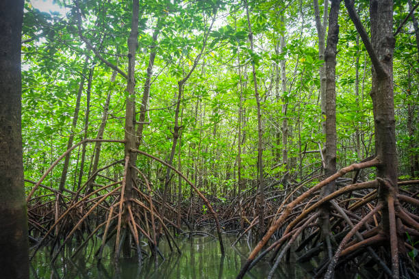 Mangrove in Phang Nga Bay, Thailand Mangrove swamp in Phang Nga Bay, Thailand mangrove forest photos stock pictures, royalty-free photos & images
