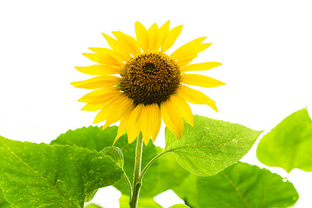 istock Beautiful scenery of sunflower fields under the blue sky 1177430102