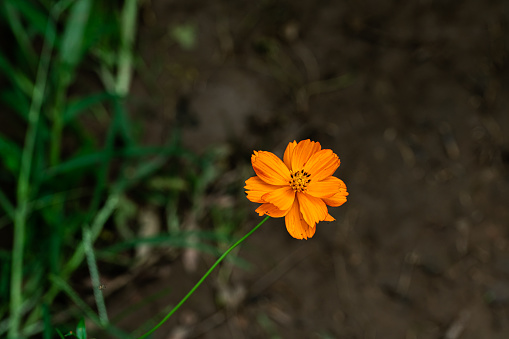 Flower close-up