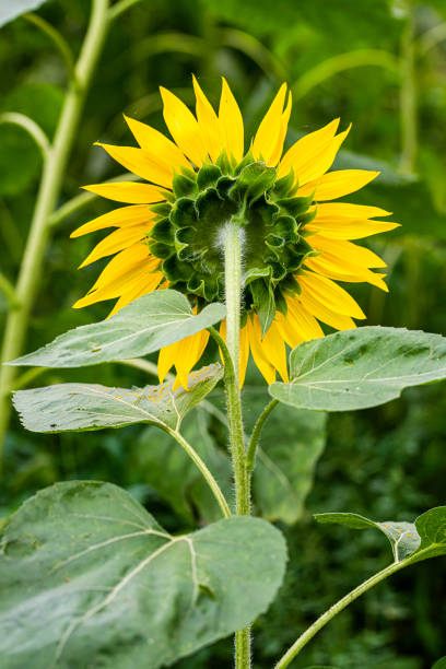 Beautiful scenery of sunflower fields under the blue sky