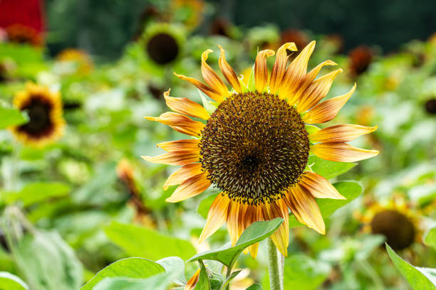 istock Beautiful scenery of sunflower fields under the blue sky 1177430788