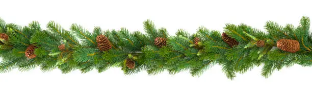 Garland with green fir branches and cones isolated on white background