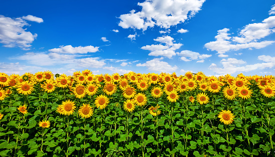 Field with sunflowers flowers and blue sky with cloud. Agricultural plants. Scenic farming landscape.