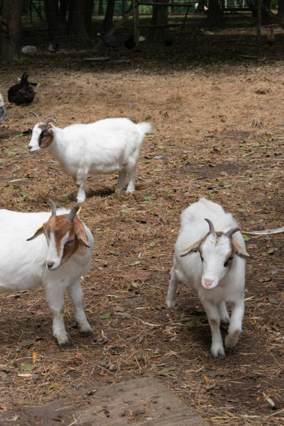 istock three farm goats in the wild 1177432585