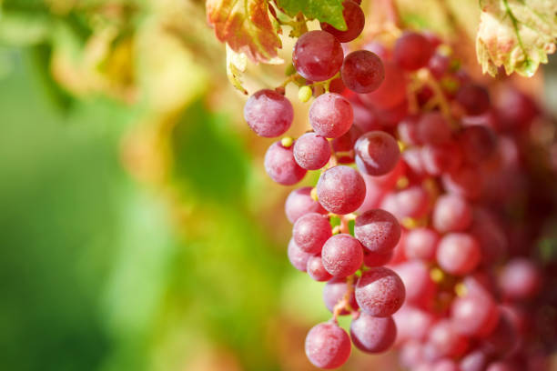 istock Vineyards at sunset in autumn harvest. Ripe grapes in fall. 1177432828