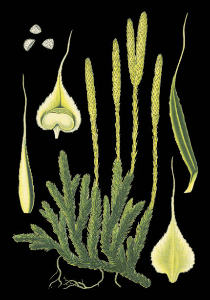 lycopodium, moss Antique illustration of a Medicinal and Herbal Plants. 
illustration was published in 1892 “Medicinal Plants of the Russian"
scan by Ivan Burmistrov lycopodiaceae stock illustrations