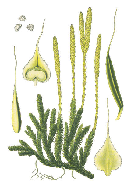 lycopodium, moss Antique illustration of a Medicinal and Herbal Plants. 
illustration was published in 1892 “Medicinal Plants of the Russian"
scan by Ivan Burmistrov lycopodiaceae stock illustrations